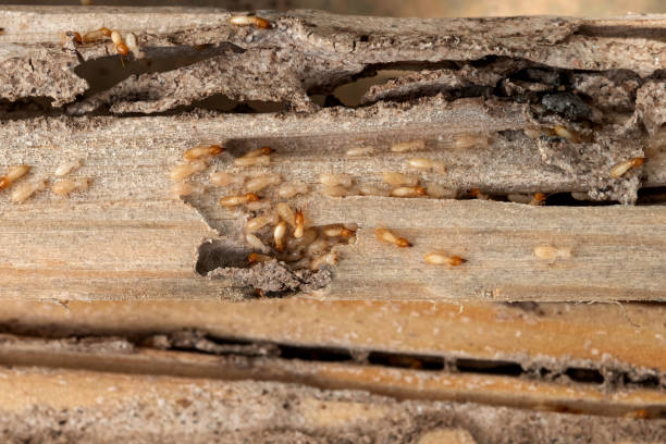 Best Affordable Pest Control Services  in Rkside, PA